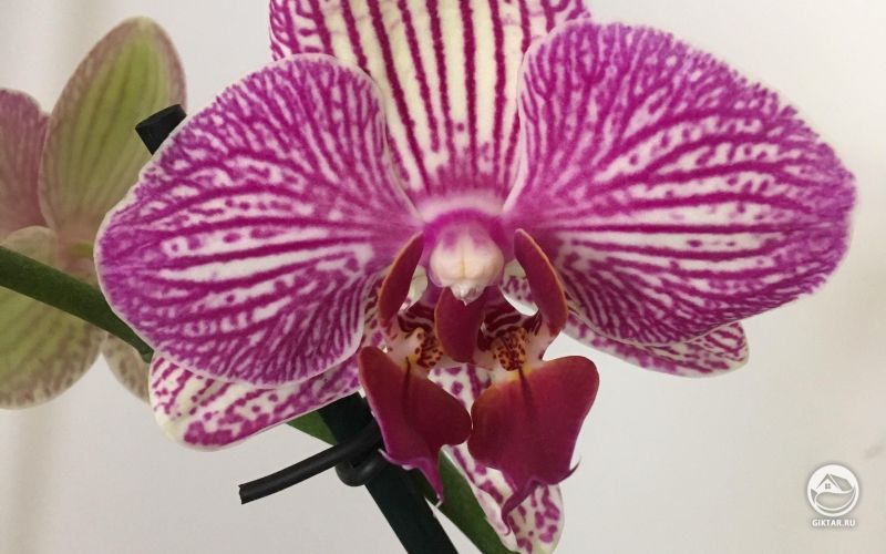 Орхидей дала двойной цветок.