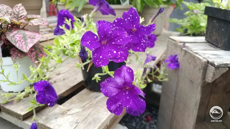 Петунии сорта Galaxy смотрят на мир