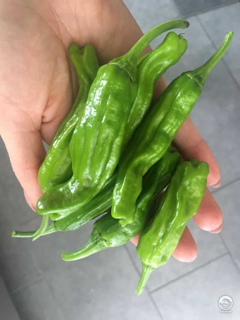 Мой первый урожая перца шишито!