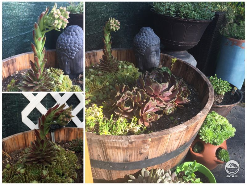 Мой сад суккулентов
