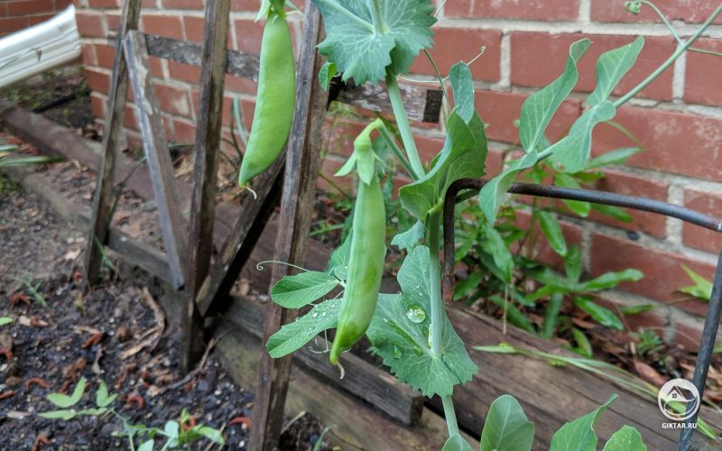 Урожай гороха