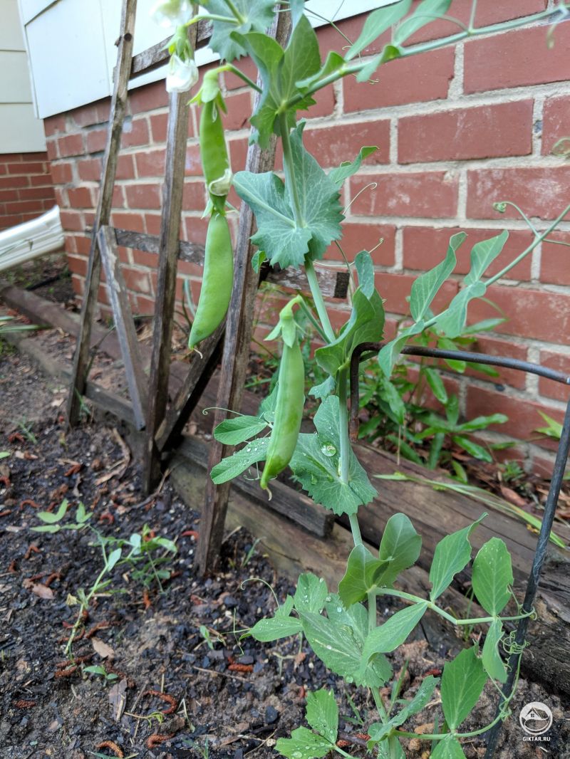 Урожай гороха