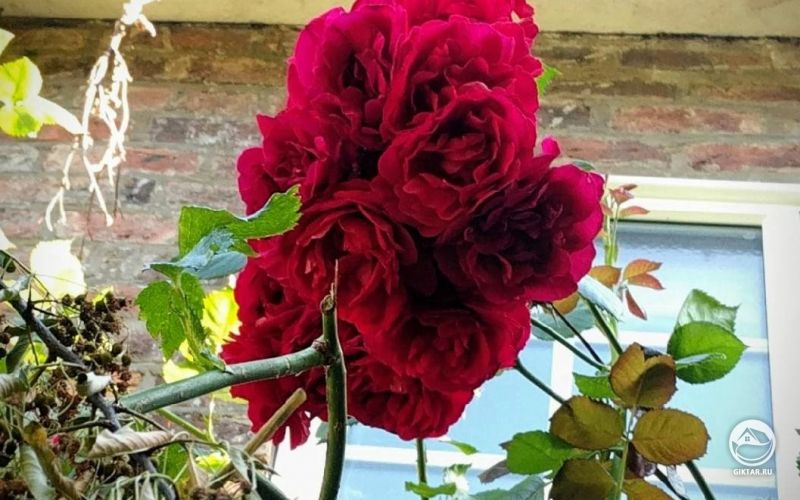 Я не лучший садовник, но горжусь тем, как красиво и дружно цветет моя роза .