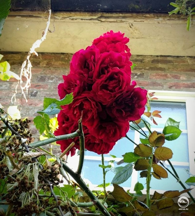 Я не лучший садовник, но горжусь тем, как красиво и дружно цветет моя роза .