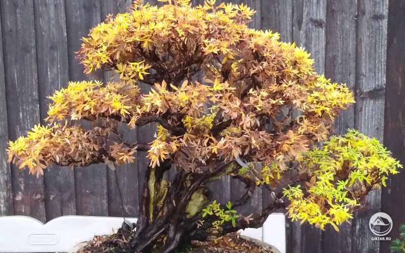 Лапчатка с осенних красках