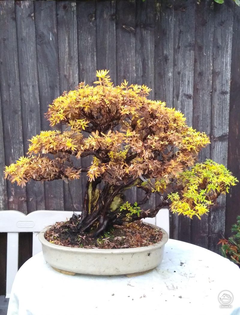 Лапчатка с осенних красках