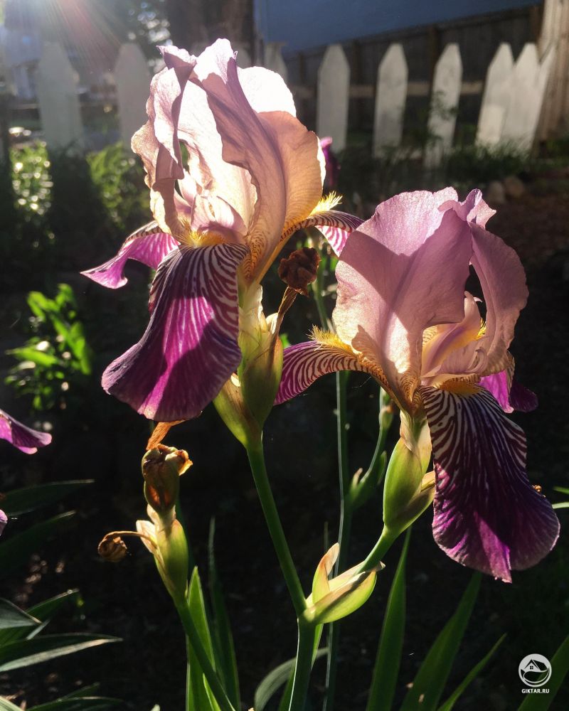 Ирис в полном цветении