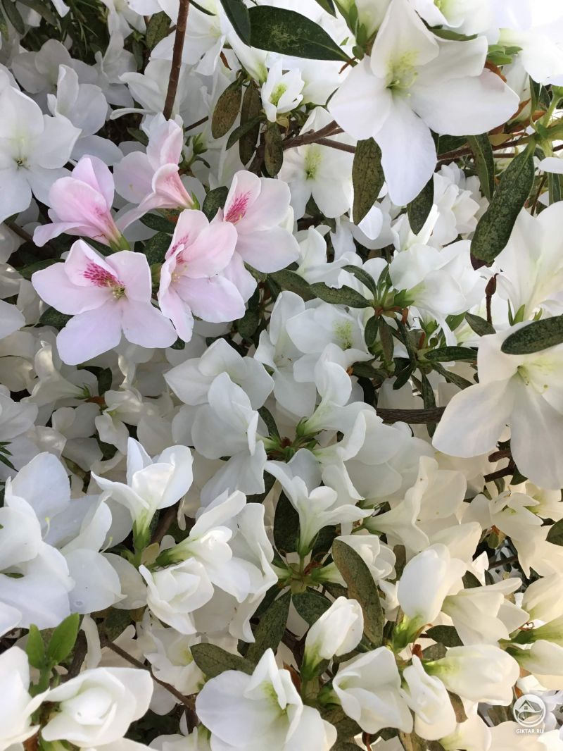 Азалия - один розовый цветок среди белых