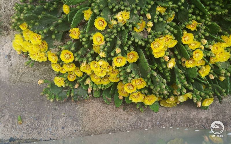 Цветущая опунция на обочине дороги