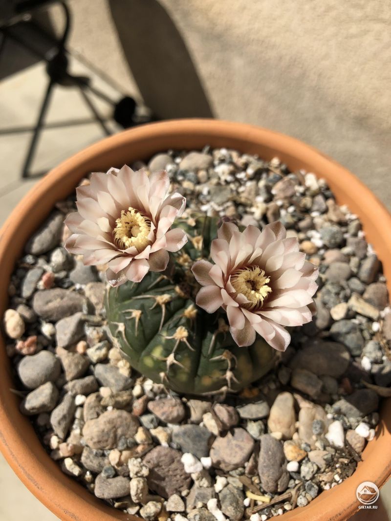 Гимнокалициум. Цветение.