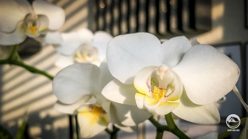 Цветки белой орхидеи
