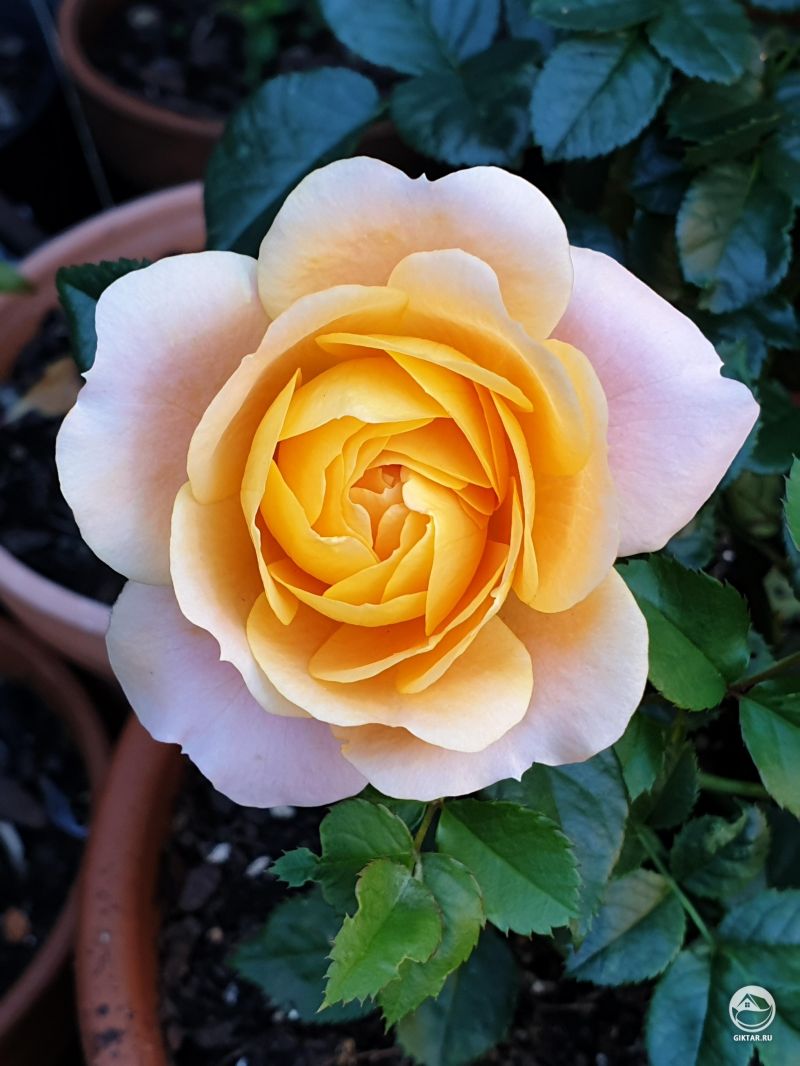 Миниатюрные розы