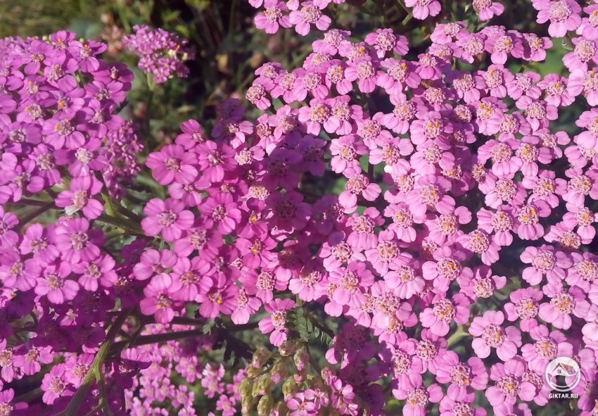 Тысячелистник - неприхотливое украшение сада