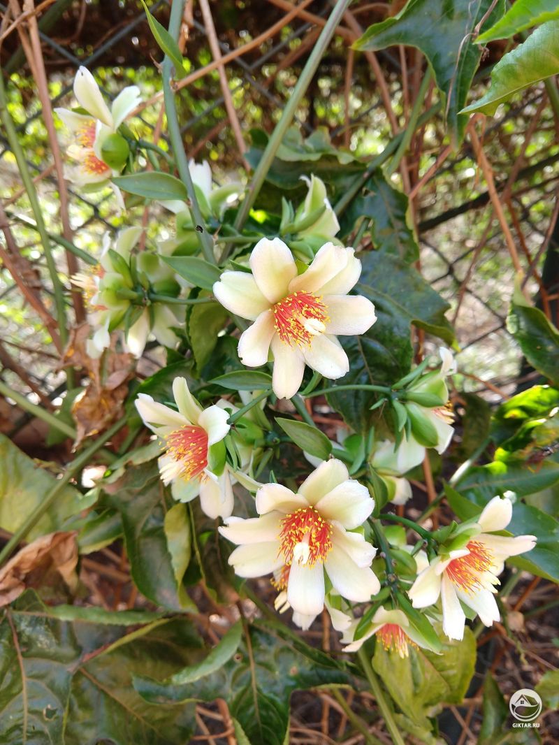 Перексия колючая