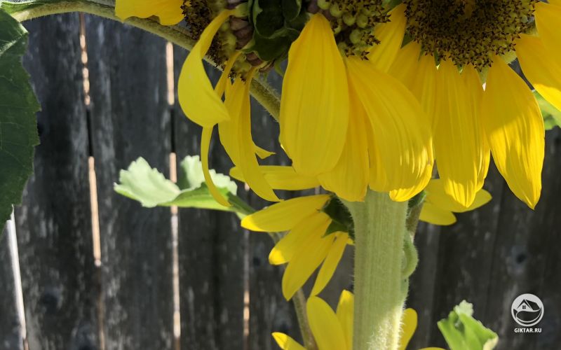 Близнецы подсолнухи