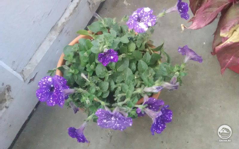 Петуния "Галактика"