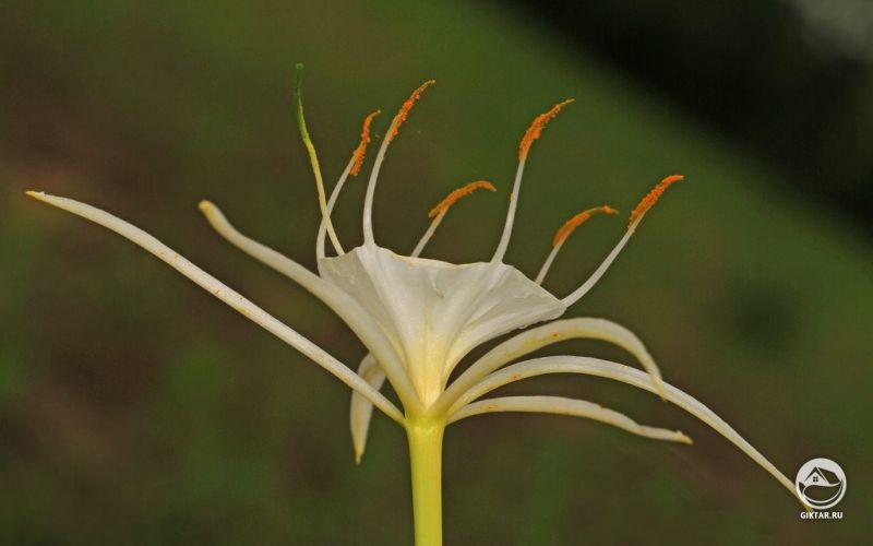 Hymenocallis caroliniana или Каролина паучья лилия
