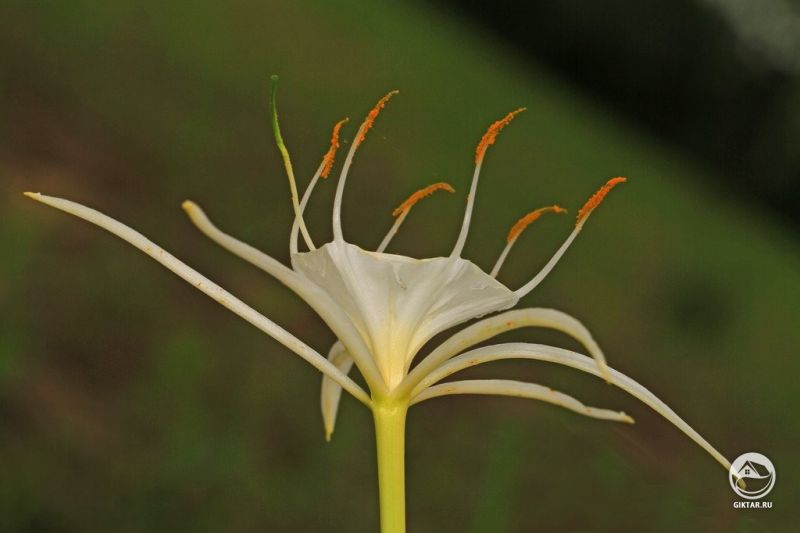 Hymenocallis caroliniana или Каролина паучья лилия