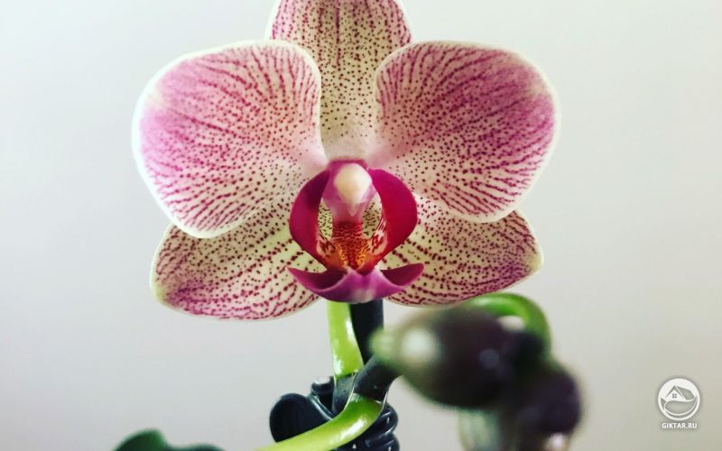 Цветущая орхидея.