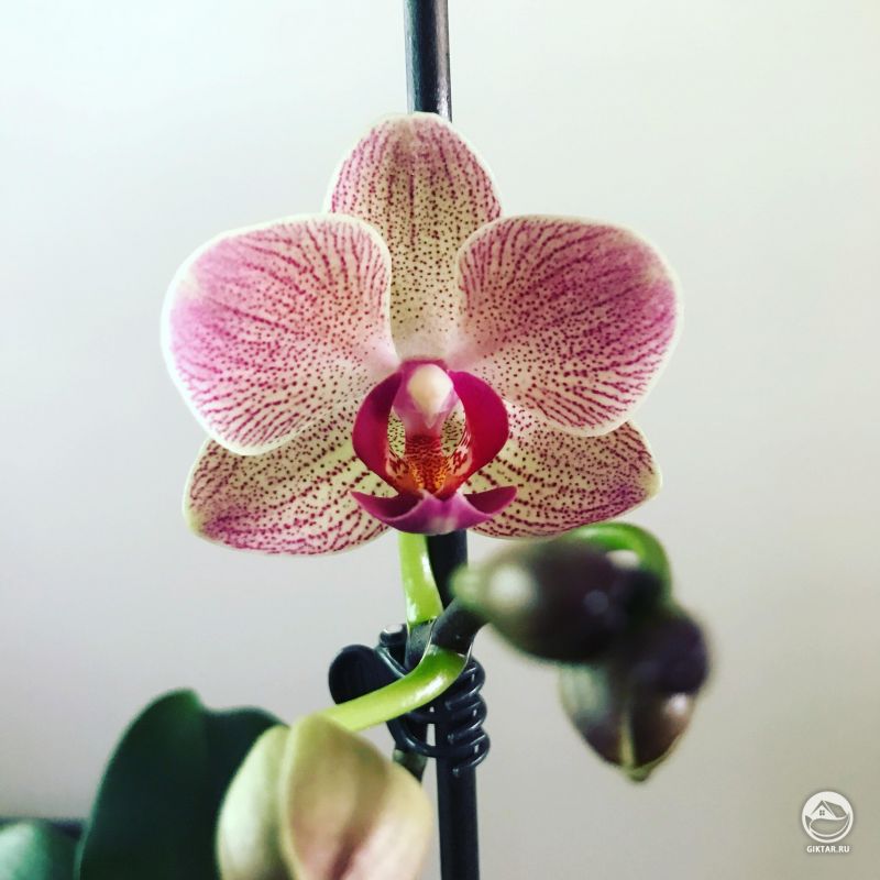 Цветущая орхидея.