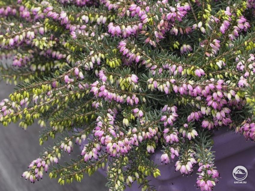 Эрика Эрика