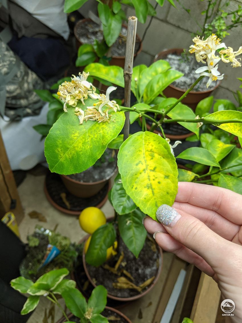 Листья лимонного дерева начали желтеть. В чем причина ?