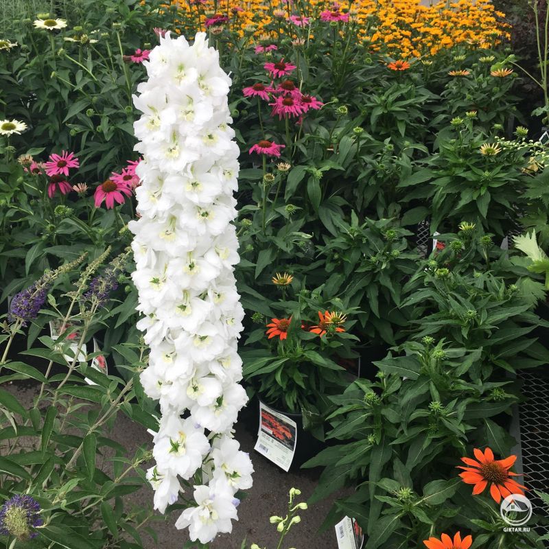 Великолепный белый дельфиниум!!