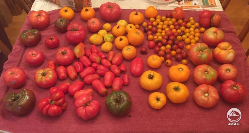 Первые три дня сбора урожая. Намного больше, чем ожидали