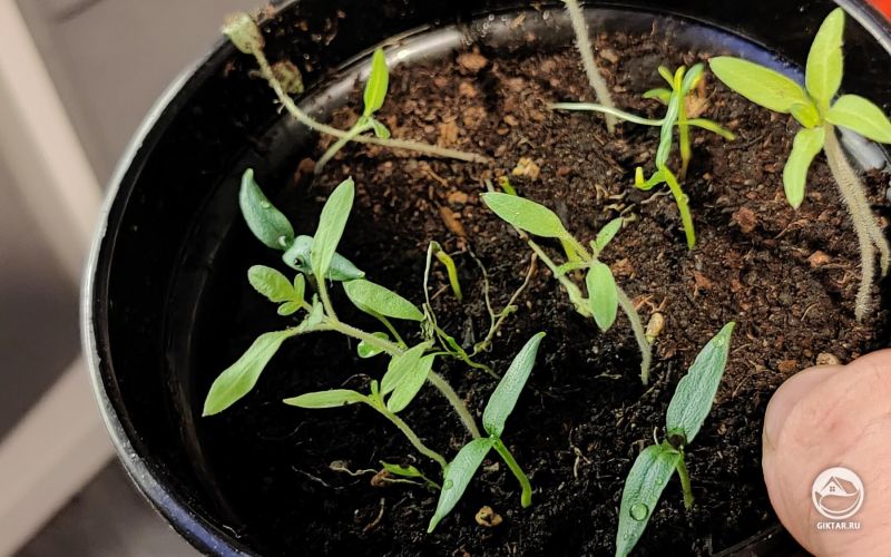 Начался посев семян