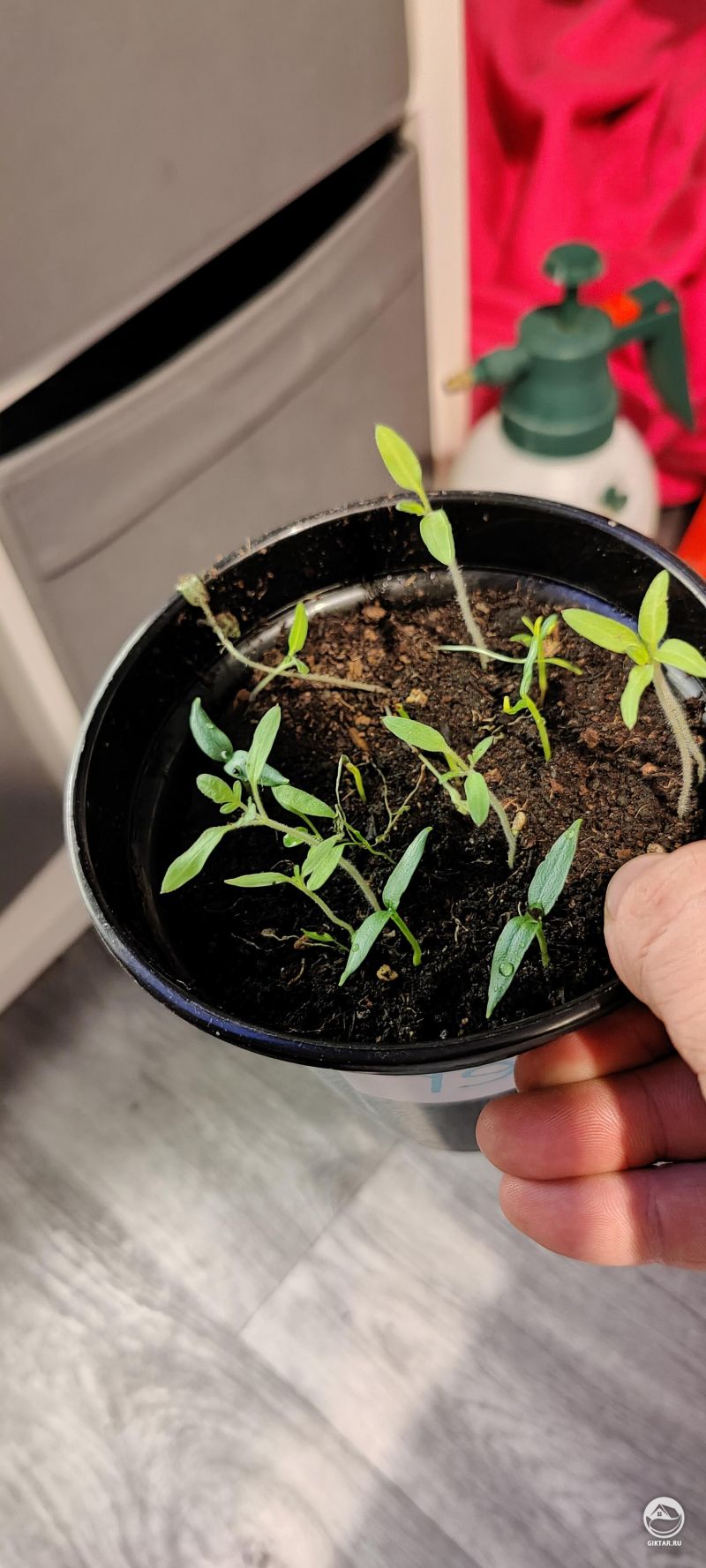 Начался посев семян