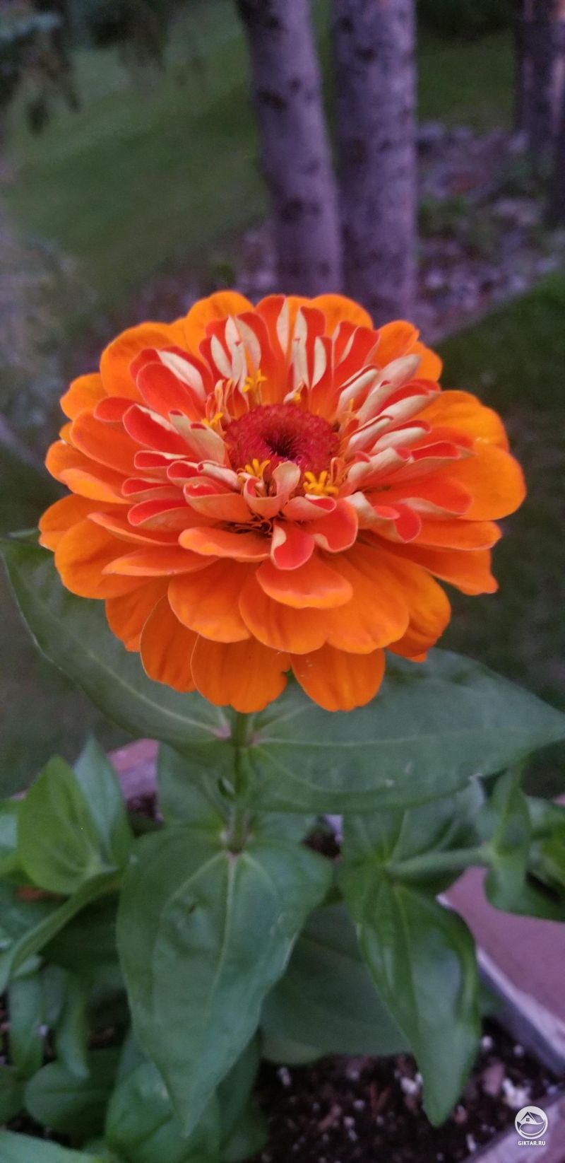 Цинния, которую я вырастила из семян. Первый цветок из когда-либо выращенных мной.