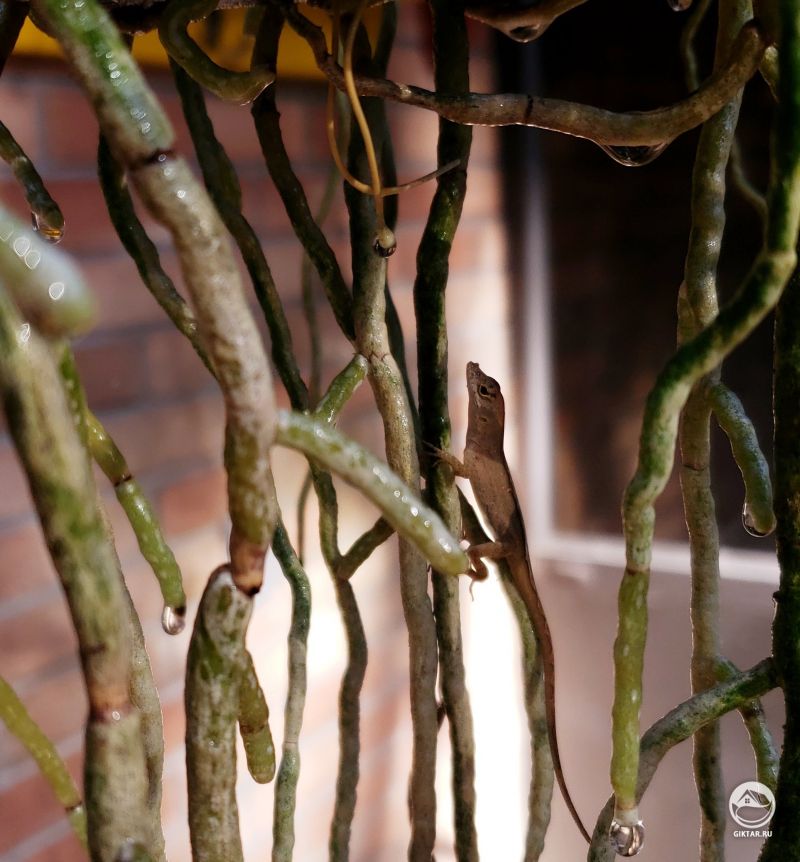 Маленький поклонник орхидеи Ванда