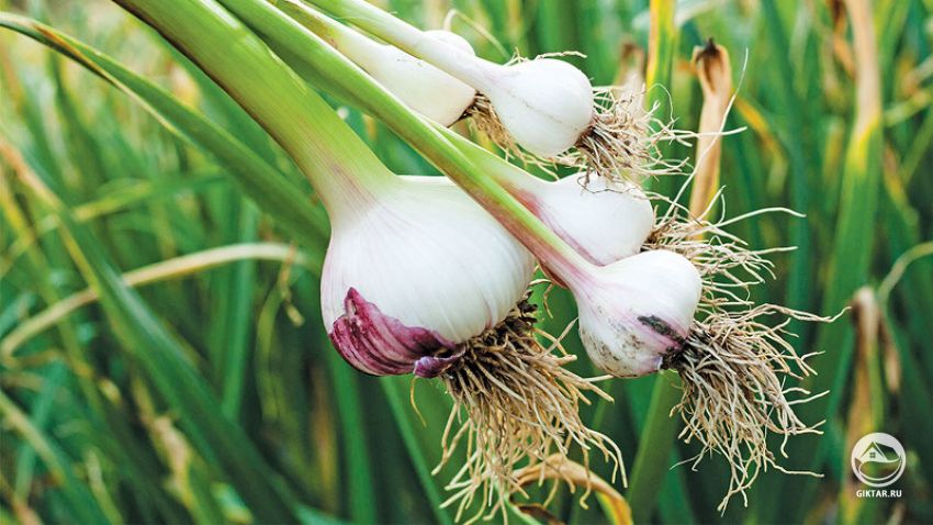 Выращиваем крупный чеснок