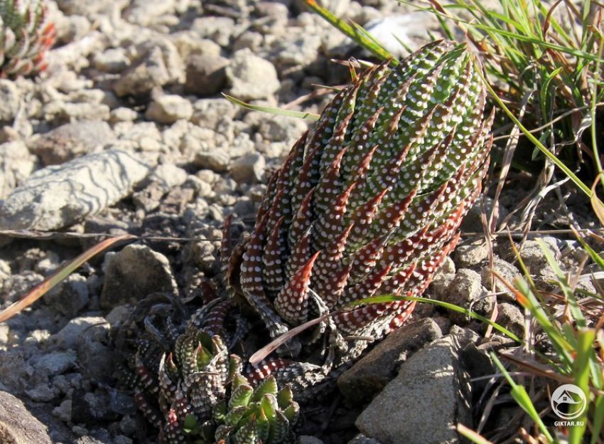 хавортия рейнвардта хавортия рейнвардта - суккулент высотой до 15см с заостренными треугольными листьями, покрытыми белыми пупырышками.