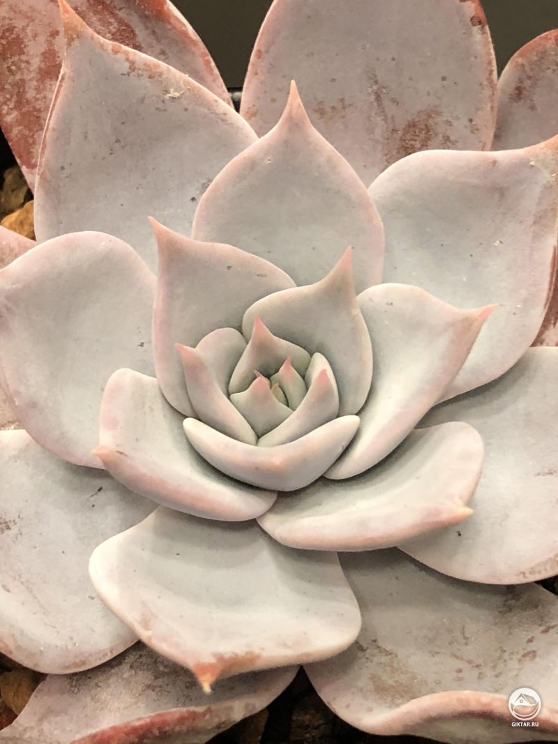 Эхеверия Lilang