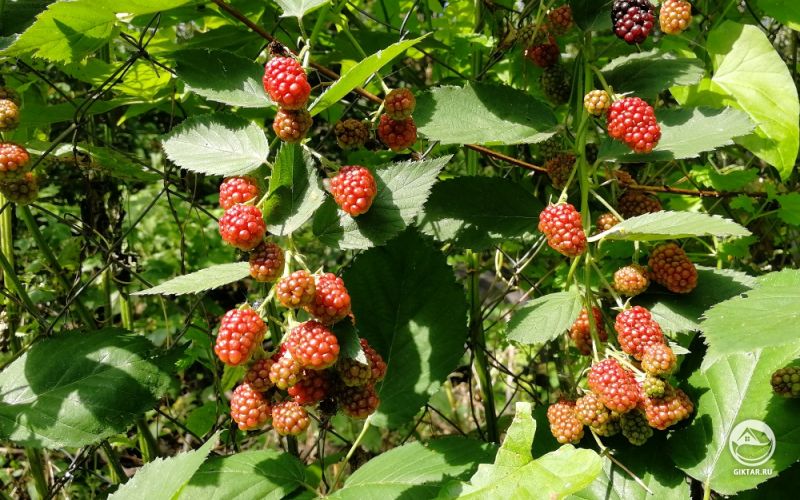 Ежевика садовая поздняя