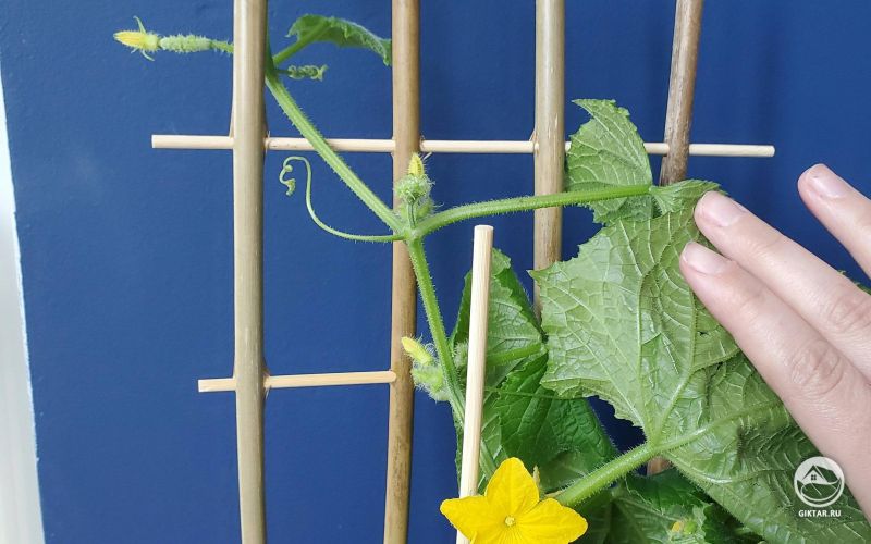 Огурцы раннего цветения