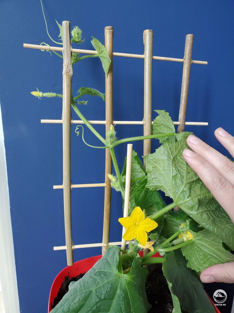 Огурцы раннего цветения