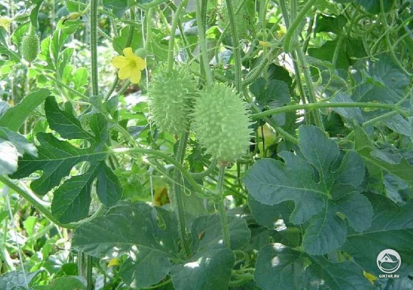 Ангурия или Арбузный огурец Ангурия или Арбузный огурец