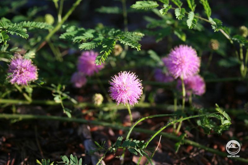 Мимоза - именно так она выглядит