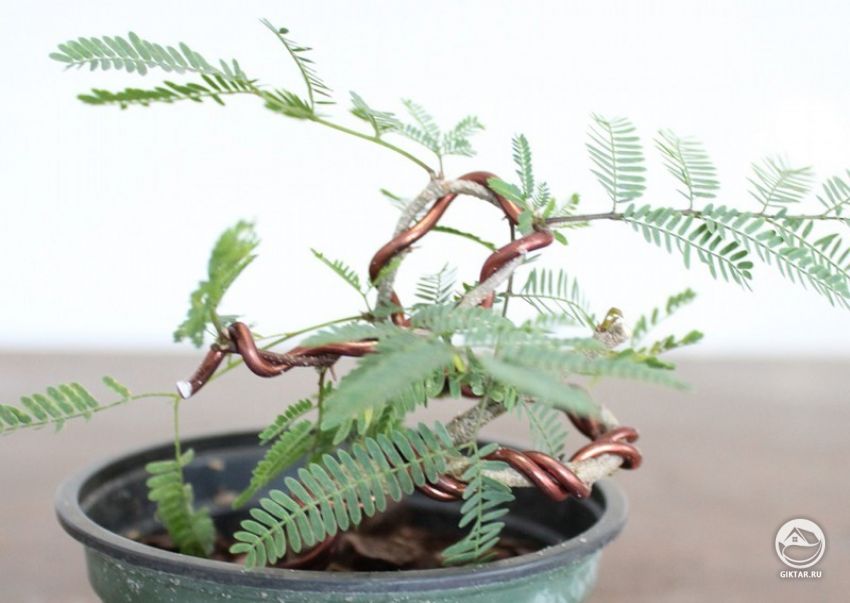 формирование бонсай акации формирование бонсай акации