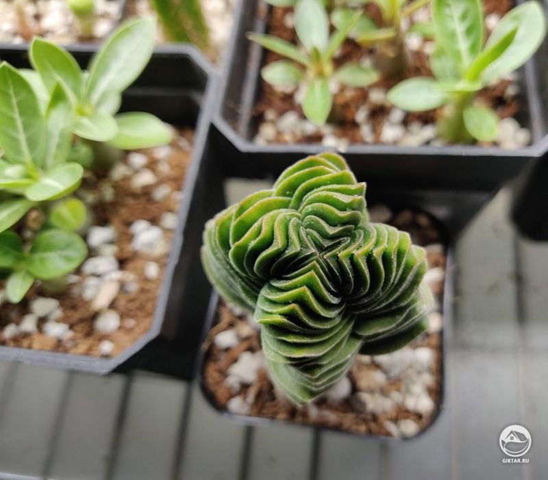 Крассула Храм Будды