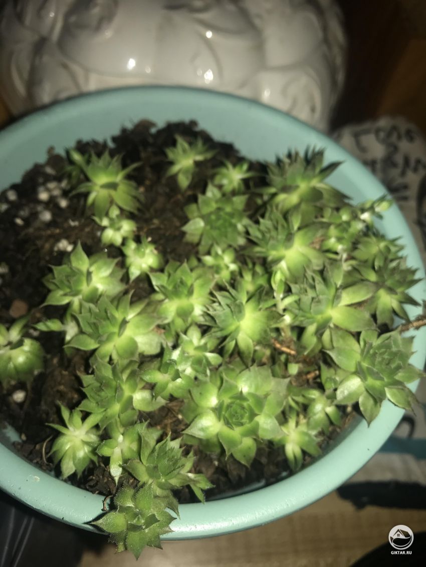 Помогите идентифицировать