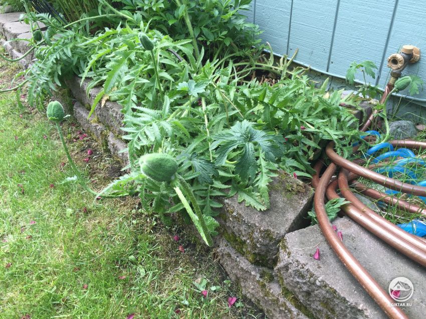 Мне интересно, что это?