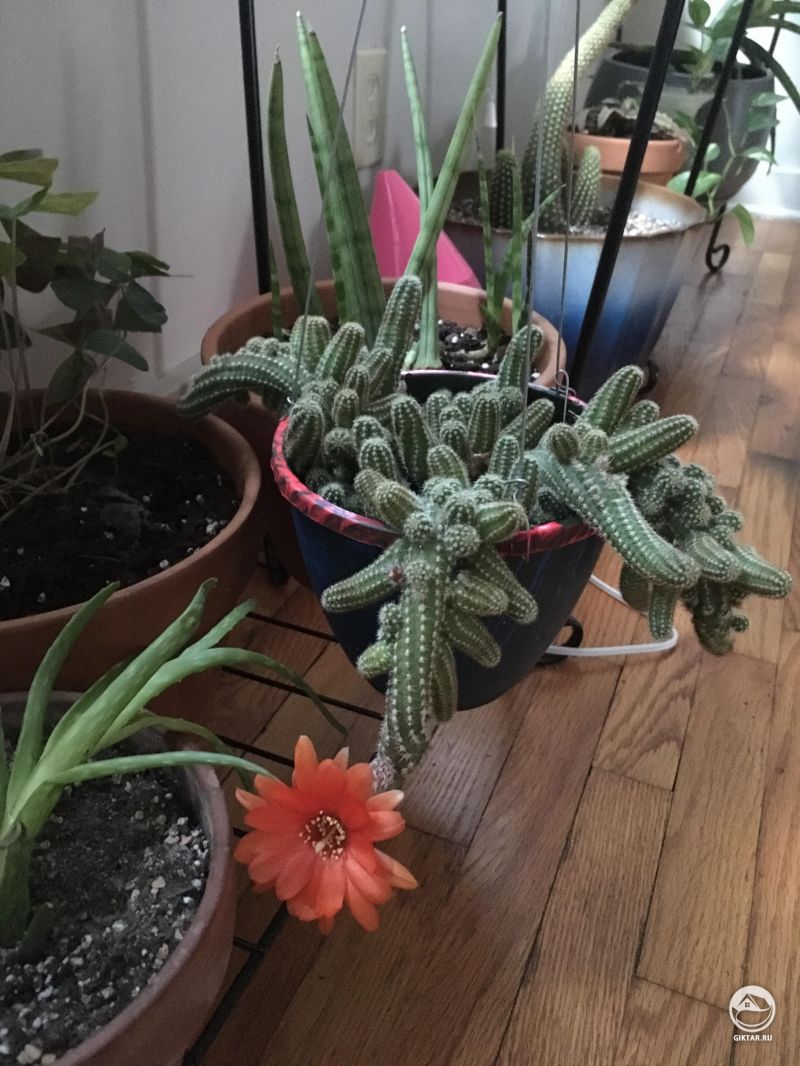 Арахисовый кактус