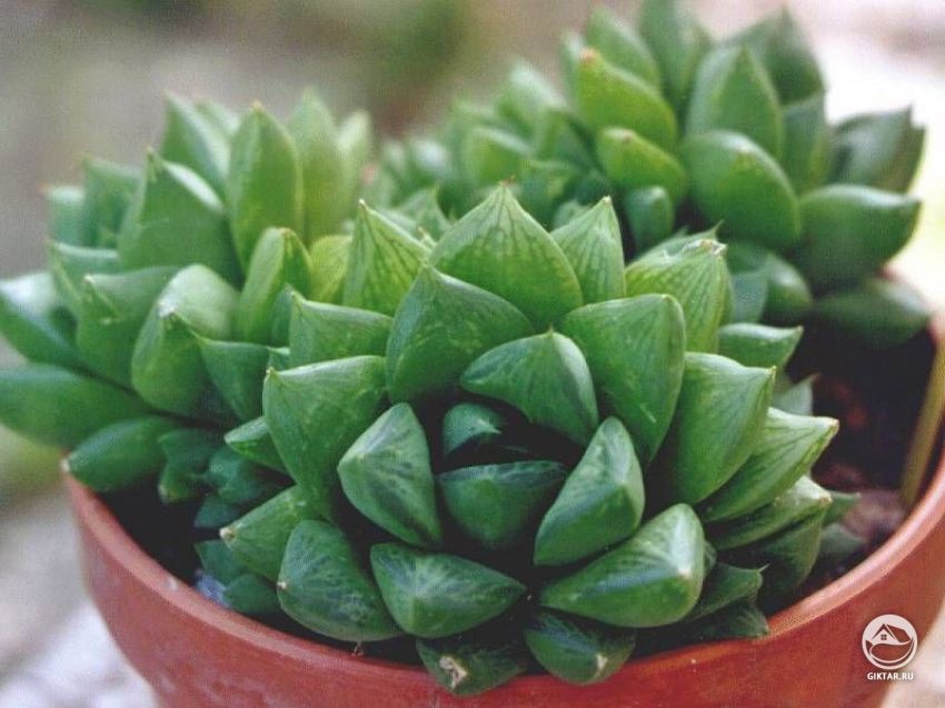 хавортия ладьевидная хавортия ладьевидная - маленький суккулент с компактной розеткой из мясистых листьев ладьевидной формы