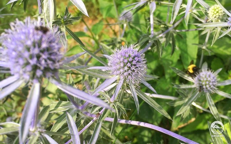 Синеголовник - пчелы его просто обожают