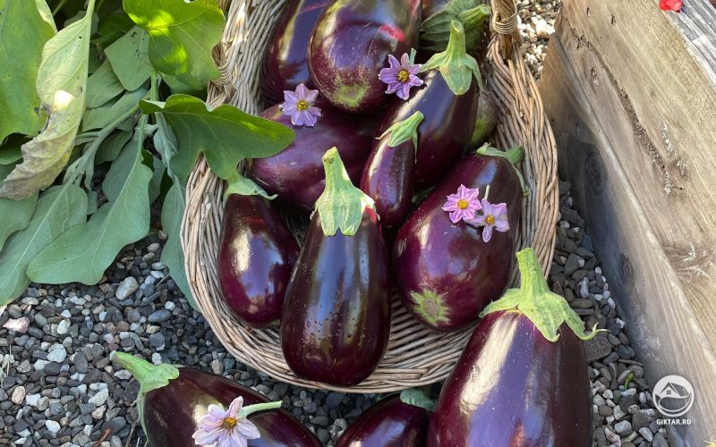 Урожай баклажанов