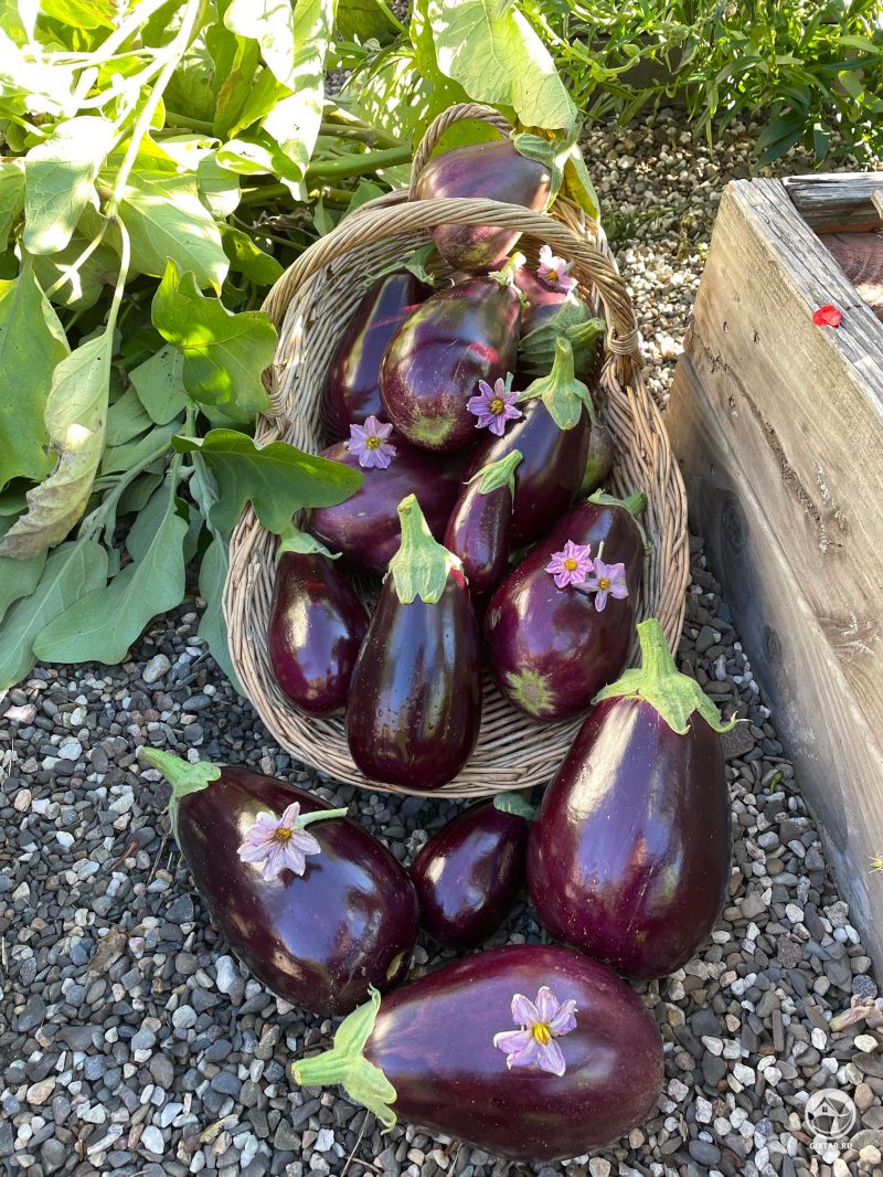 Урожай баклажанов