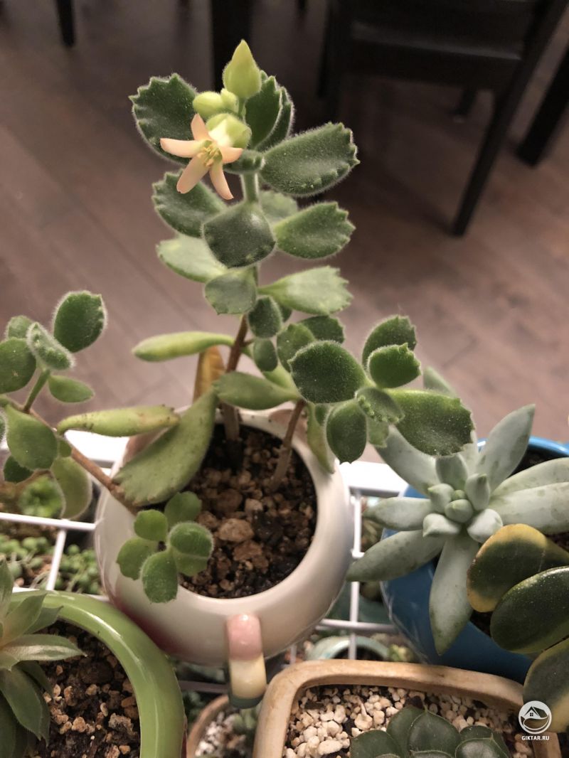 Котиледон войлочный цветет